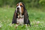 BASSET HOUND 033
